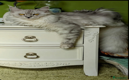 Maine Coon cats for sale: Beautiful Pedigree Maine Coon kittens  - Image 14