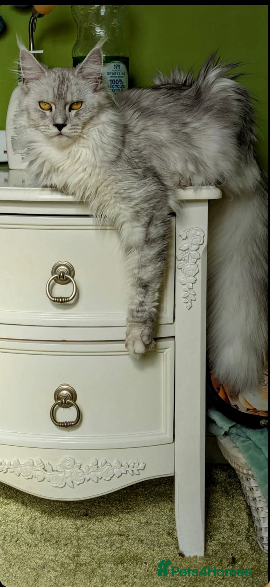 Maine Coon cats for sale: Beautiful Pedigree Maine Coon kittens  - Image 14