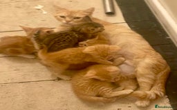 Mixed Breed cats for sale: Kittens ready now - Image 6