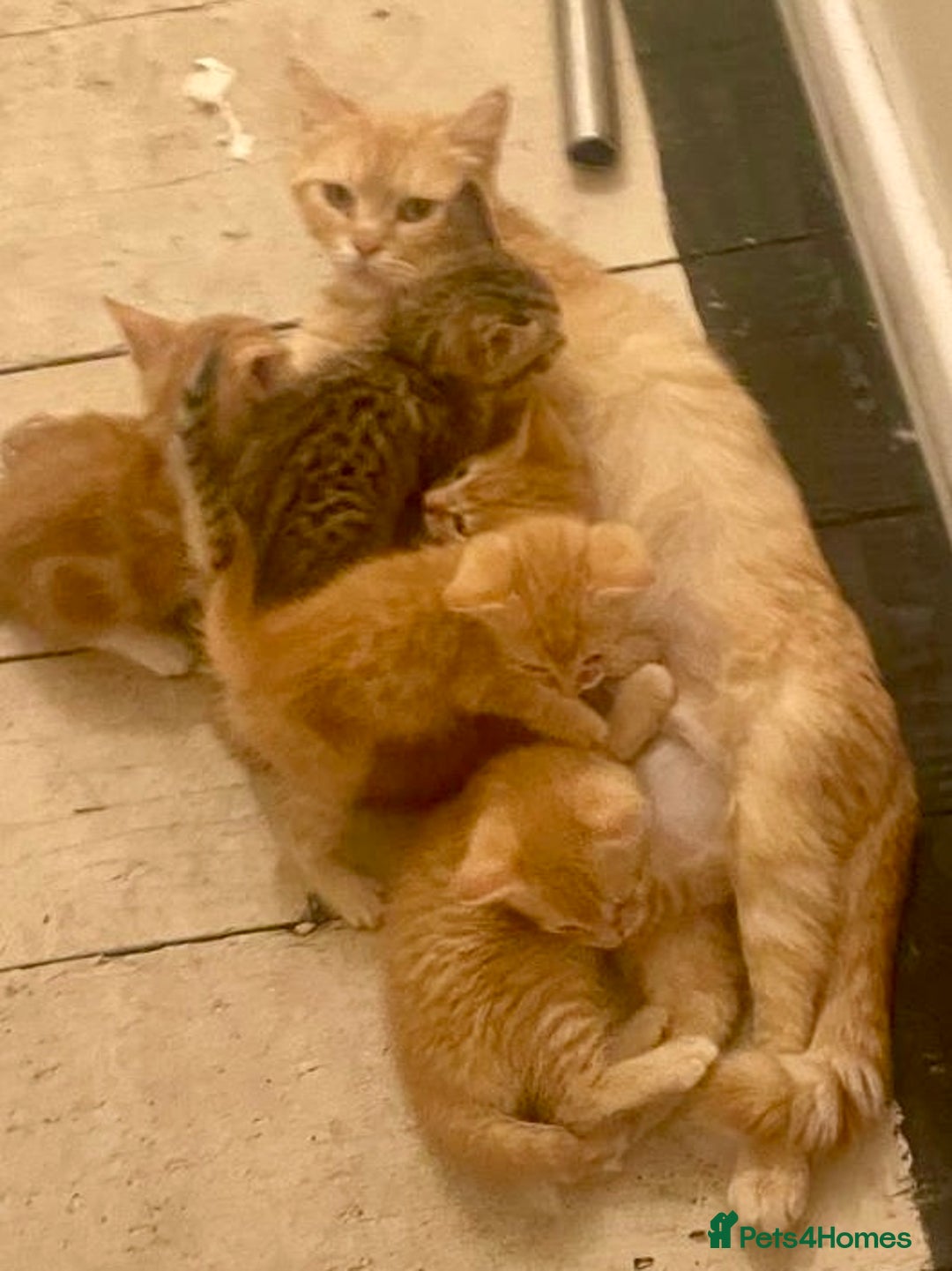 Mixed Breed cats for sale: Kittens ready now - Image 6