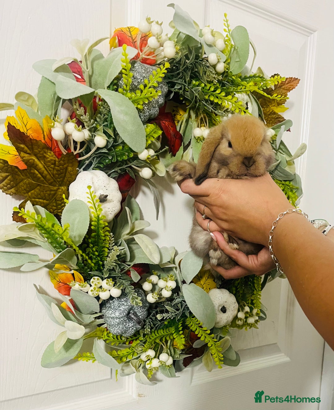 Mini Lop rabbits for sale: 🐰pure bred Miniature Lop 🐰 - Advert 24