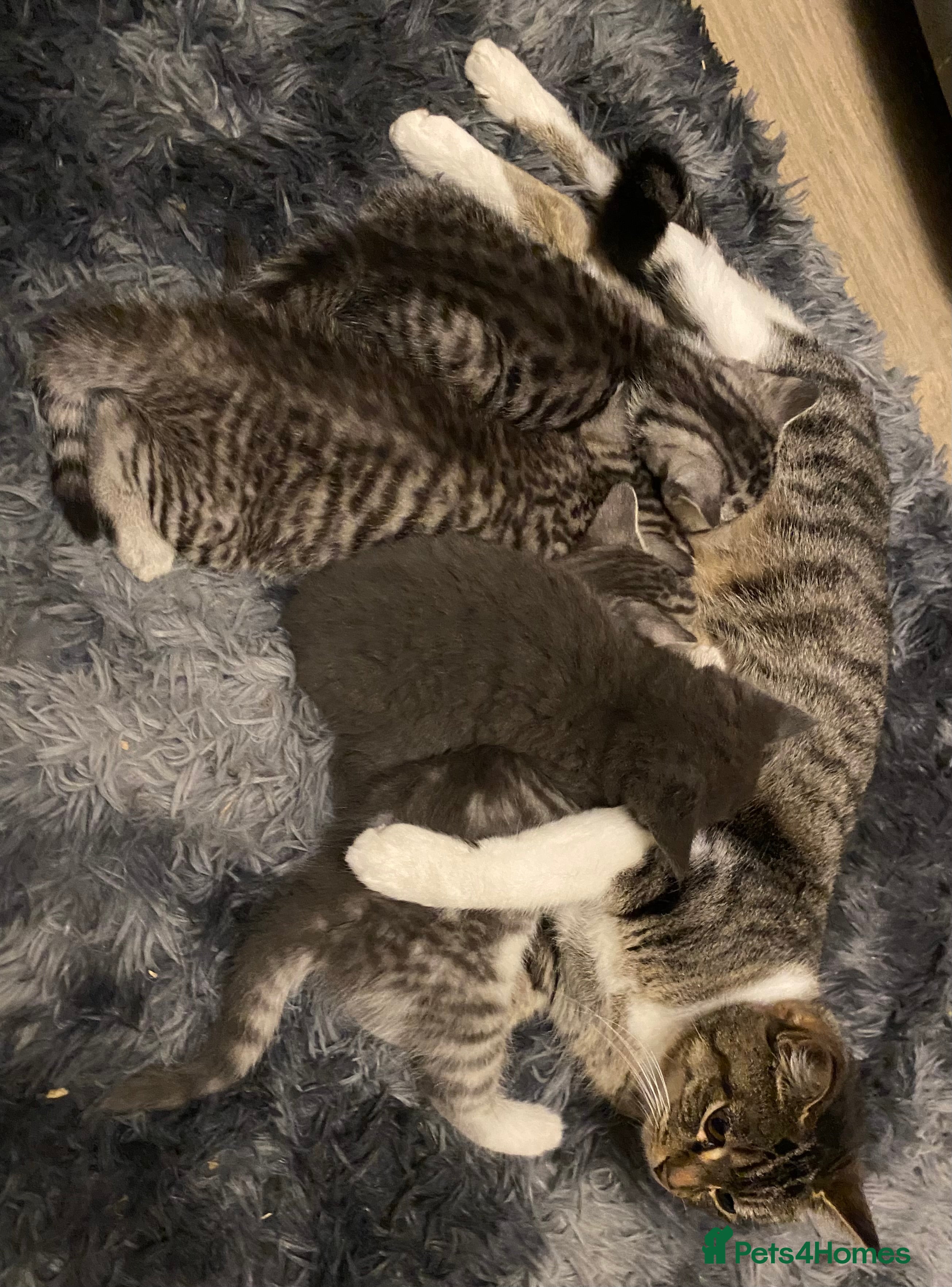 Mixed Breed cats Beautiful kittens available  - Advert 1