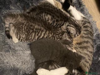Mixed Breed cats Beautiful kittens available - Advert 1