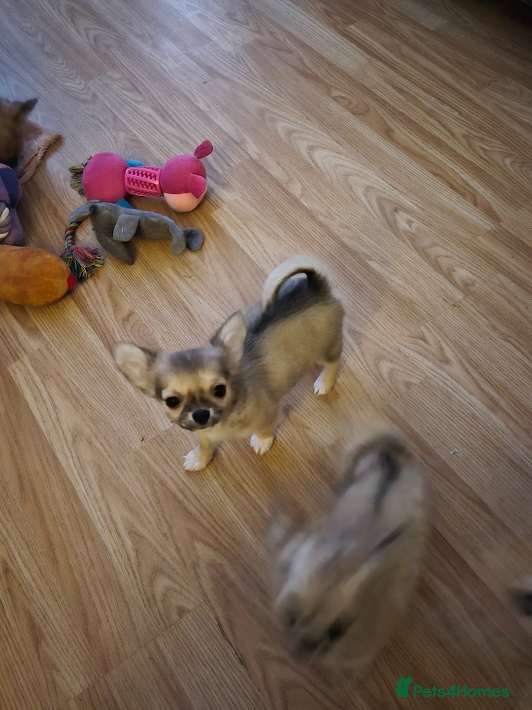 Chihuahua dogs for sale: Long haired chihuahua  - Image 3