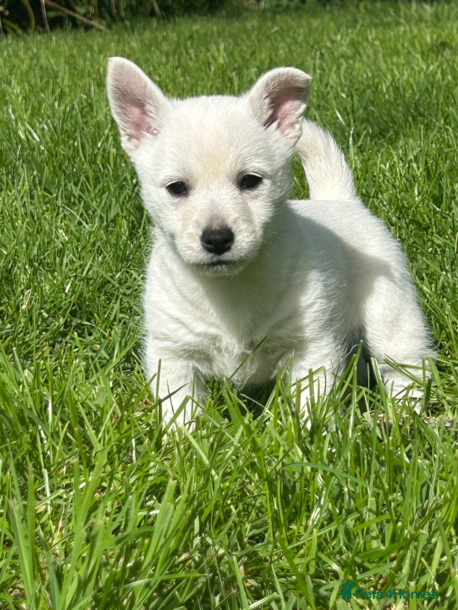 Mixed Breed dogs West Highland x Spitz pups - Advert 17