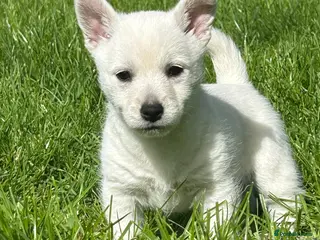 Mixed Breed dogs West Highland x Spitz pups - Advert 17