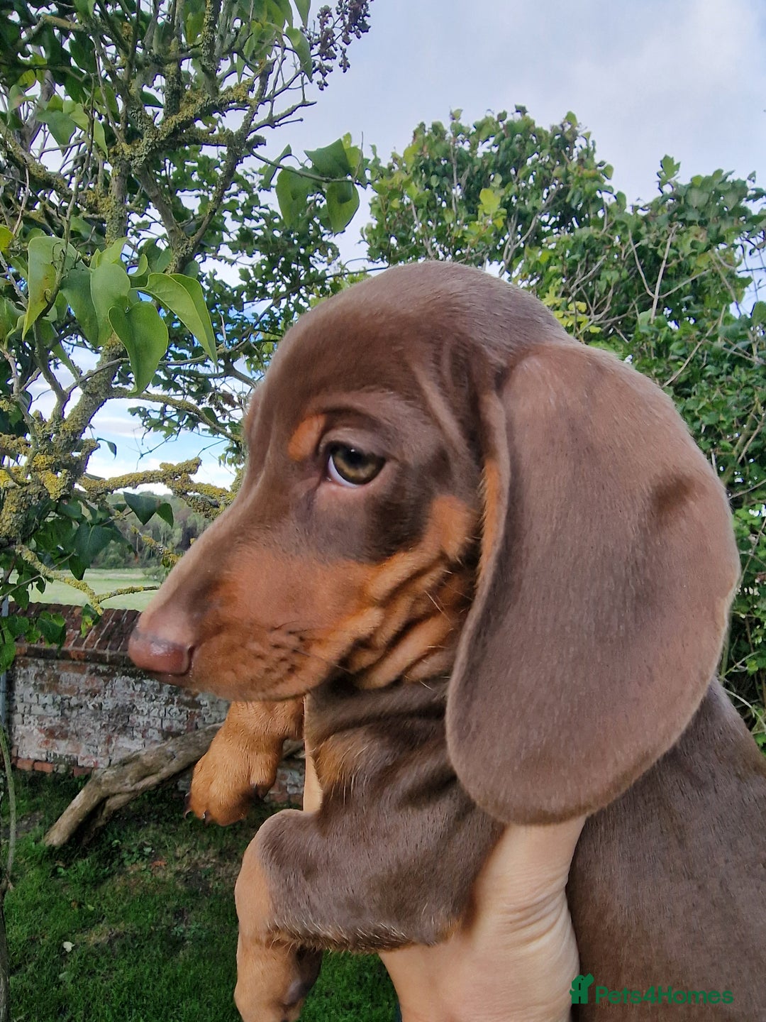 Dachshund dogs for sale: Standard Dachshund Show-quality Puppies - Image 8