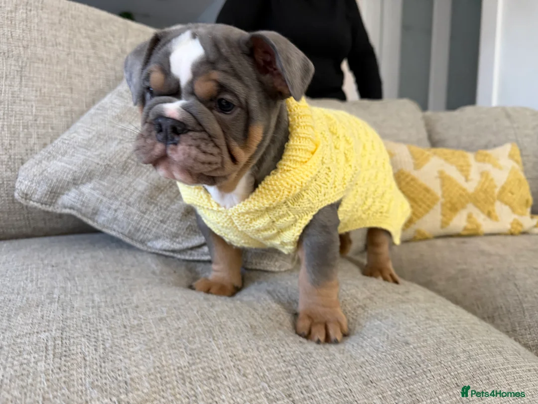 English Bulldog dogs for sale: KC registered English bulldog puppies  - Advert 11