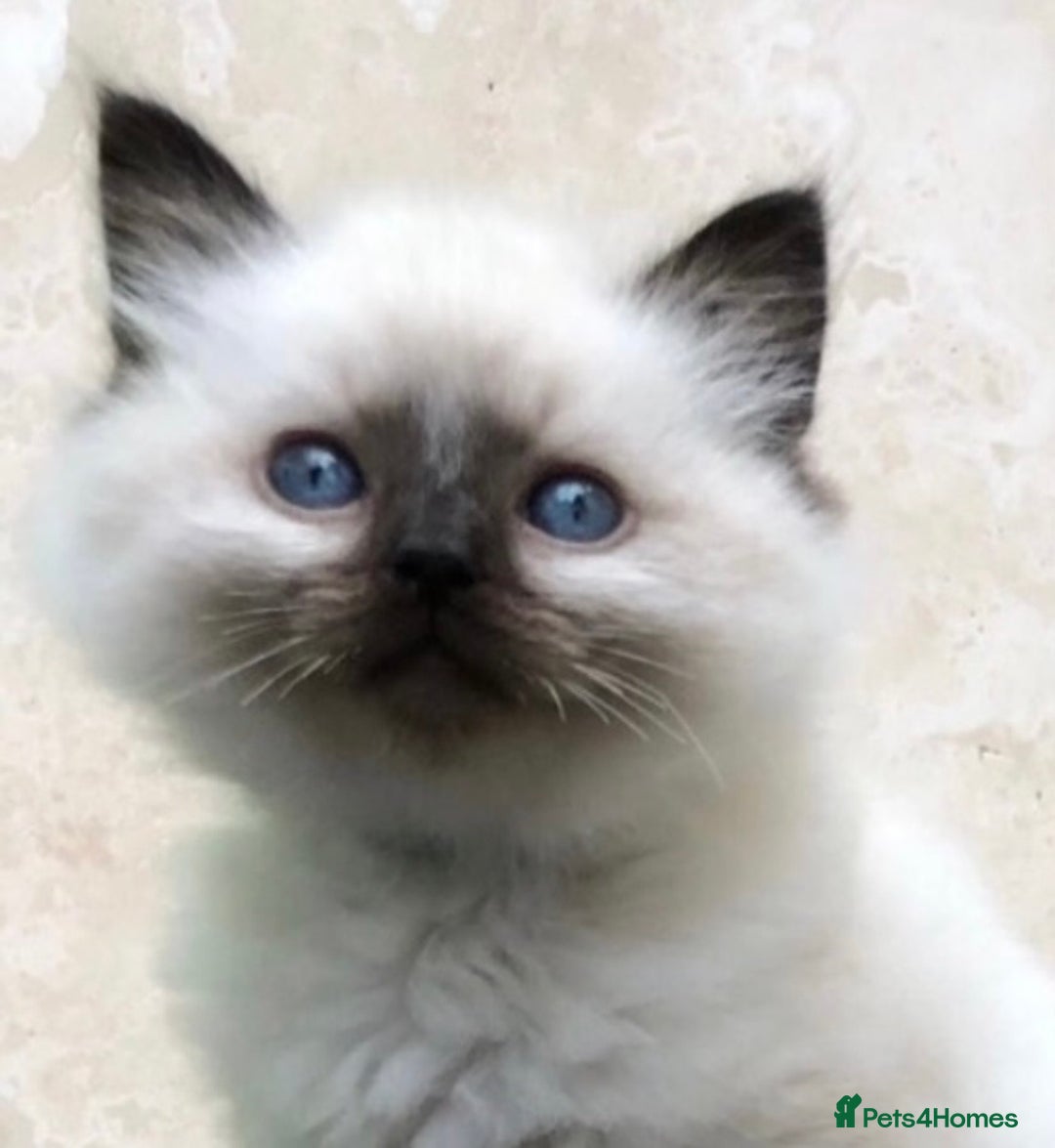Ragdoll cats for stud: GCCF RAGDOLL STUD CHUNKY BIG BOY MILTON KEYNES in Milton Keynes - Image 10