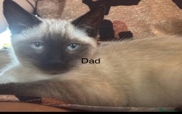 Ragdoll cats for sale: Ragdoll cross Siamese kittens  - Image 9