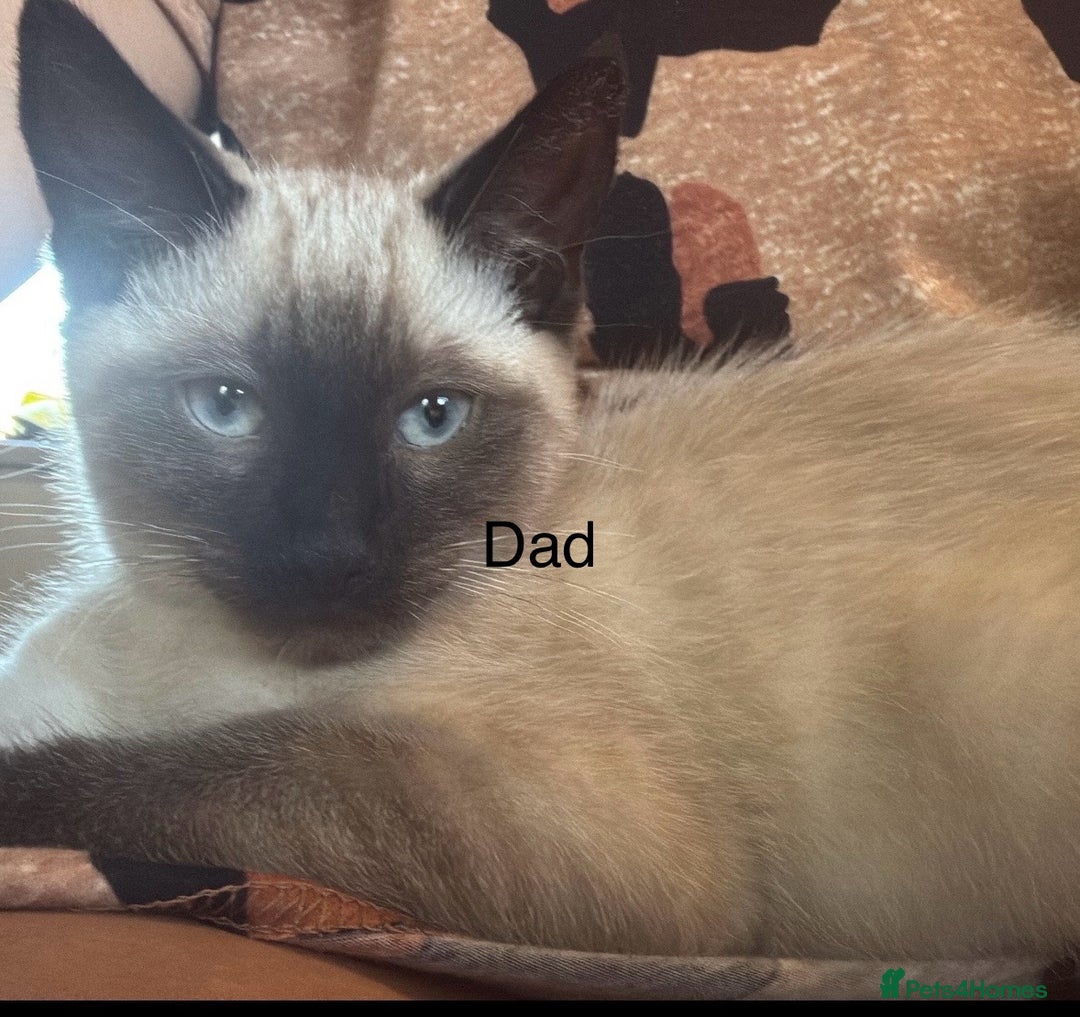 Ragdoll cats for sale: Ragdoll cross Siamese kittens  - Image 9
