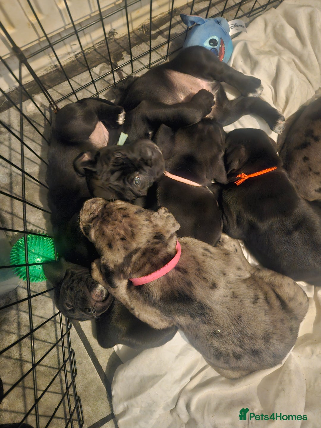 Cane Corso dogs for sale: Cane Corso Pups - Advert 11