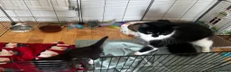Mixed Breed cats for sale: 2 beautiful kittens  - Advert 6