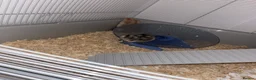 Hamster rodents for sale: 2 Male Russian Dwarf Hamsters  - Advert 3