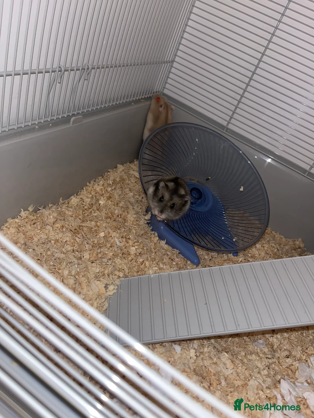 Hamster rodents for sale: 2 Male Russian Dwarf Hamsters  - Advert 3