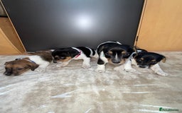 Jack Russell dogs for sale: Short legged jack Russel puppies - Image 2
