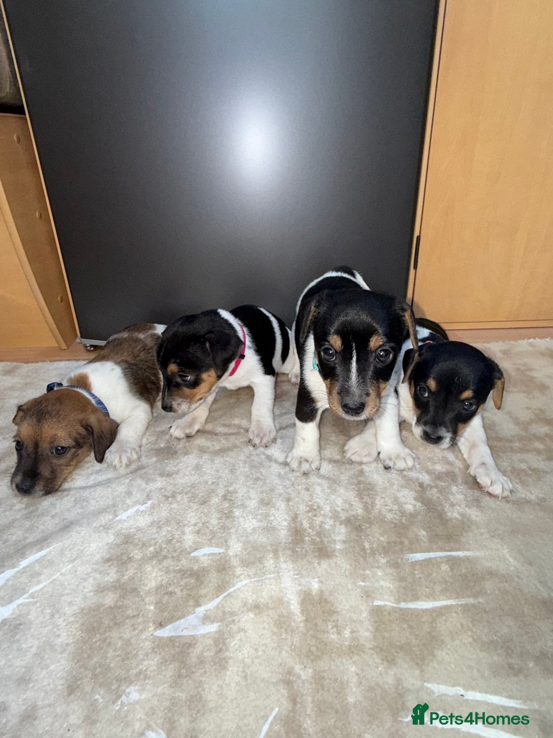 Jack Russell dogs for sale: Short legged jack Russel puppies - Image 2