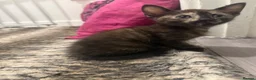Mixed Breed cats for sale: Adorable kittens - Advert 4