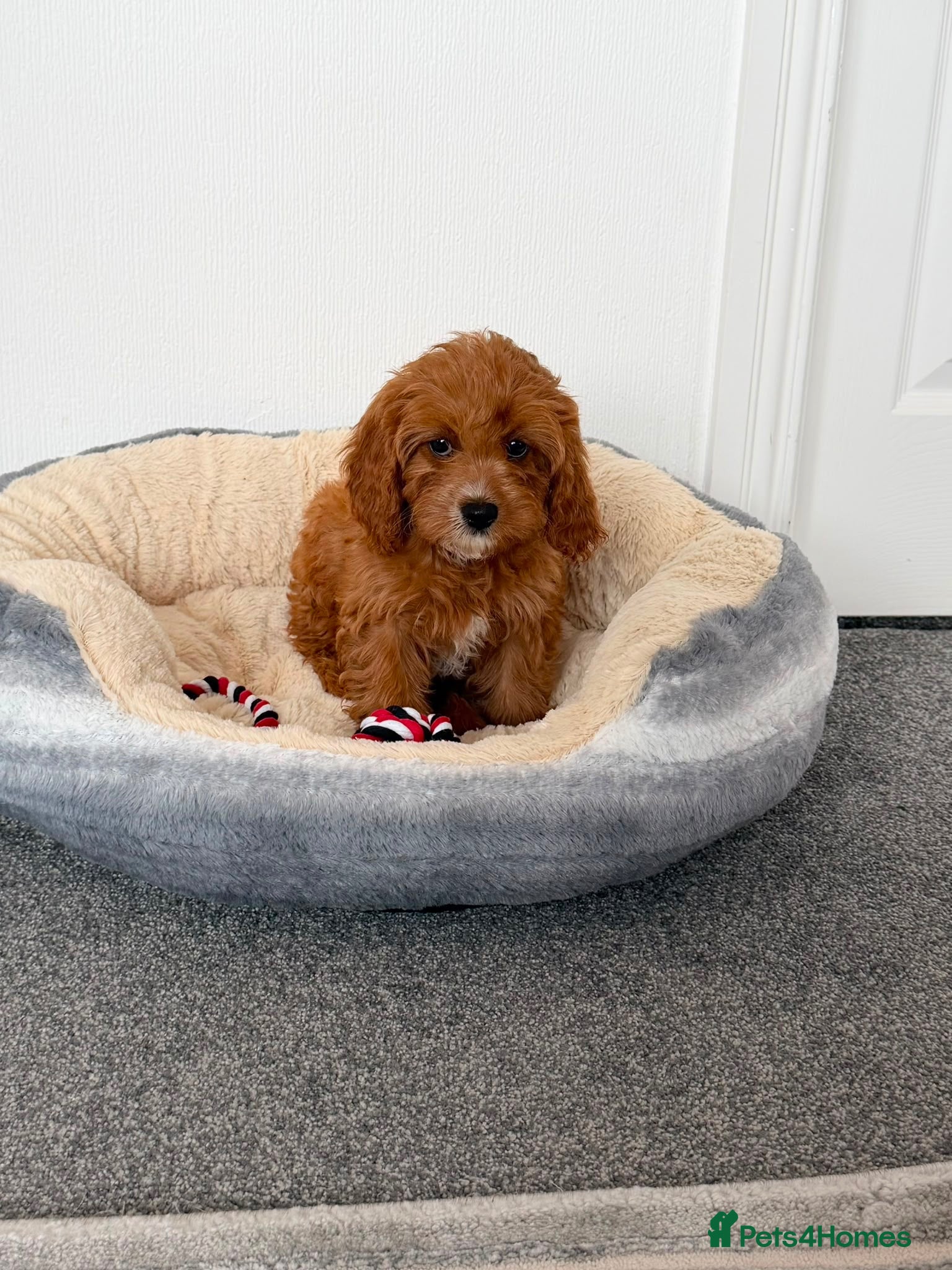 Cavapoo dogs Stunning f1 cavapoos ready now ! - Advert 2