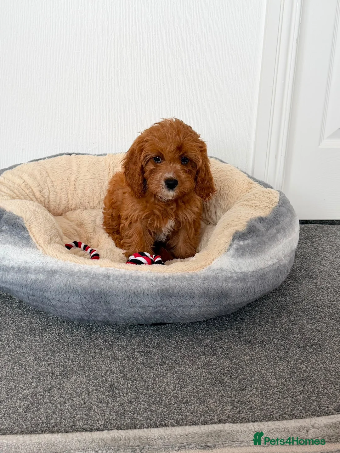 Cavapoo dogs for sale: Stunning f1 cavapoos ready now ! - Advert 2