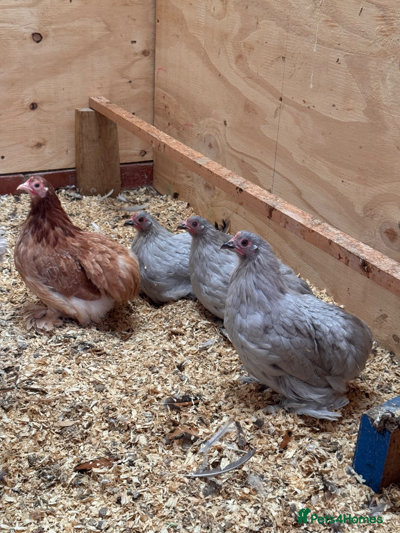 Chickens poultry # Beautiful Bantams, Pekins & Polish, 4 Months Old - Advert 2
