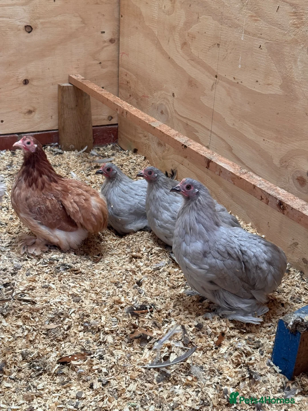 Chickens poultry for sale: # Beautiful Bantams, Pekins & Polish, 4 Months Old - Advert 2