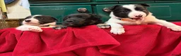 Border Collie dogs for sale: Gorgeous border collie pups - Advert 6