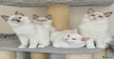 Ragdoll cats - Advert 1