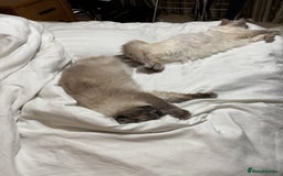 Ragdoll cats for sale: Two beautiful Ragdoll Cats for a New Loving Home - Image 6