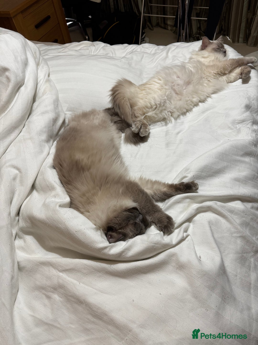 Ragdoll cats for sale: Two beautiful Ragdoll Cats for a New Loving Home - Image 6
