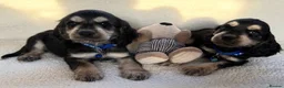 Cocker Spaniel dogs for sale: Show type cocker spaniels in Ipswich - Advert 10