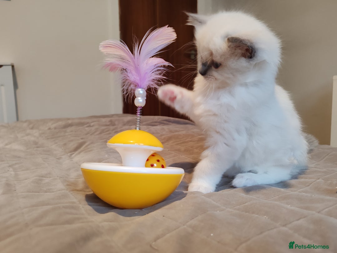 Ragdoll cats for sale: Ragdoll kittens - 1 girl & 2 boys - Image 2