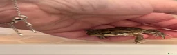 Toad reptiles for sale: 2 Baby Cane Toads - Advert 5