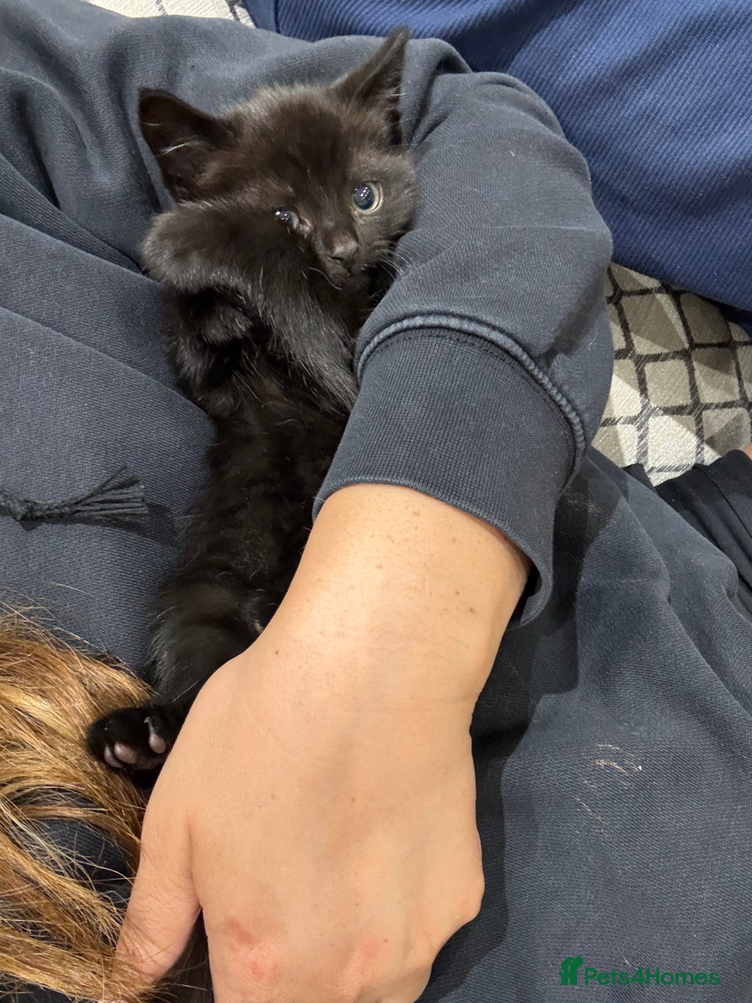 Mixed Breed cats for sale: Kittens for sale in Hyde - Image 3