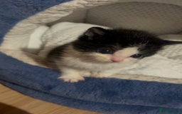 Turkish Van cats for sale: Turkish van kittens - Image 2