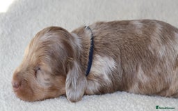 Miniature Dachshund dogs for sale: 5StarsLicensed+LongHaired+KC+PRAClear+VetChecked - Image 16