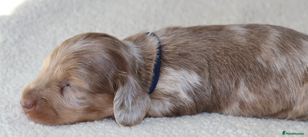 Miniature Dachshund dogs for sale: 5StarsLicensed+LongHaired+KC+PRAClear+VetChecked - Image 16