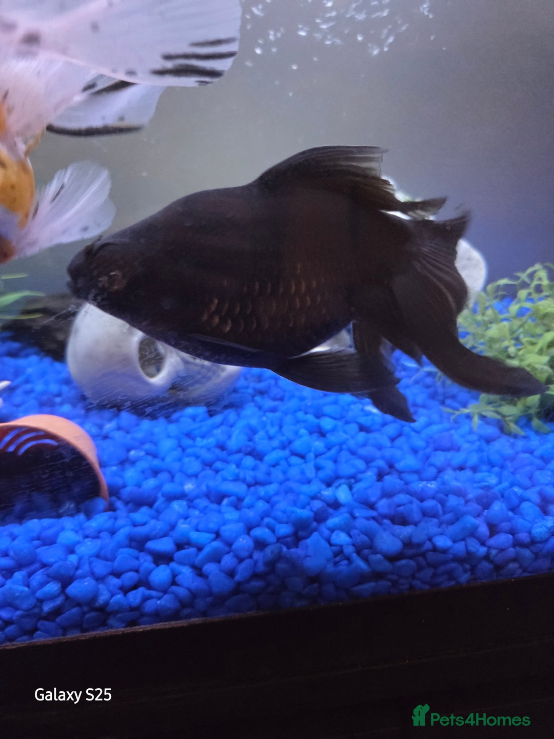 Mollies fish for sale: 3 x fish - Image 5