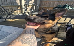 German Shepherd dogs for sale: 7 month old German shepherd. - Image 4