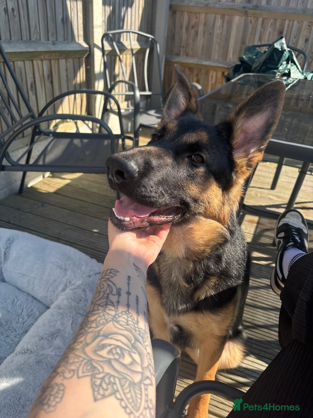 German Shepherd dogs for sale: 7 month old German shepherd. - Image 4