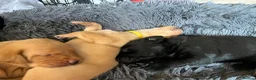 Labrador Retriever dogs for sale: Totally adorable, healthy and great line puppies - Advert 8