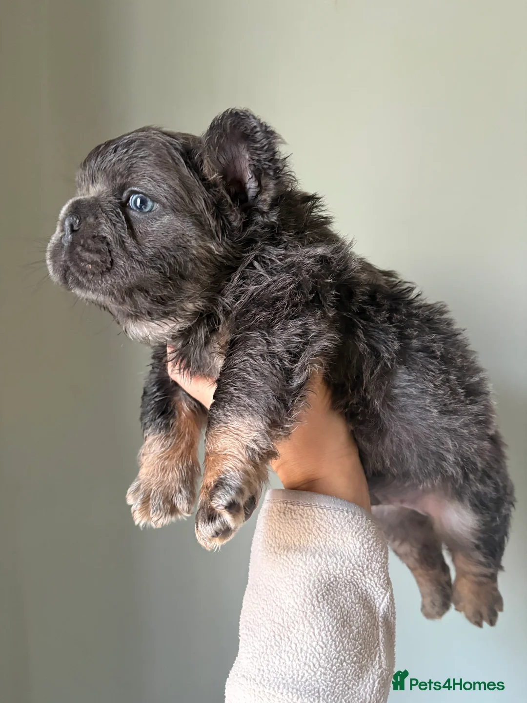 French Bulldog dogs for sale: Blue & Tan Fluffy French Bulldogs  - Advert 5