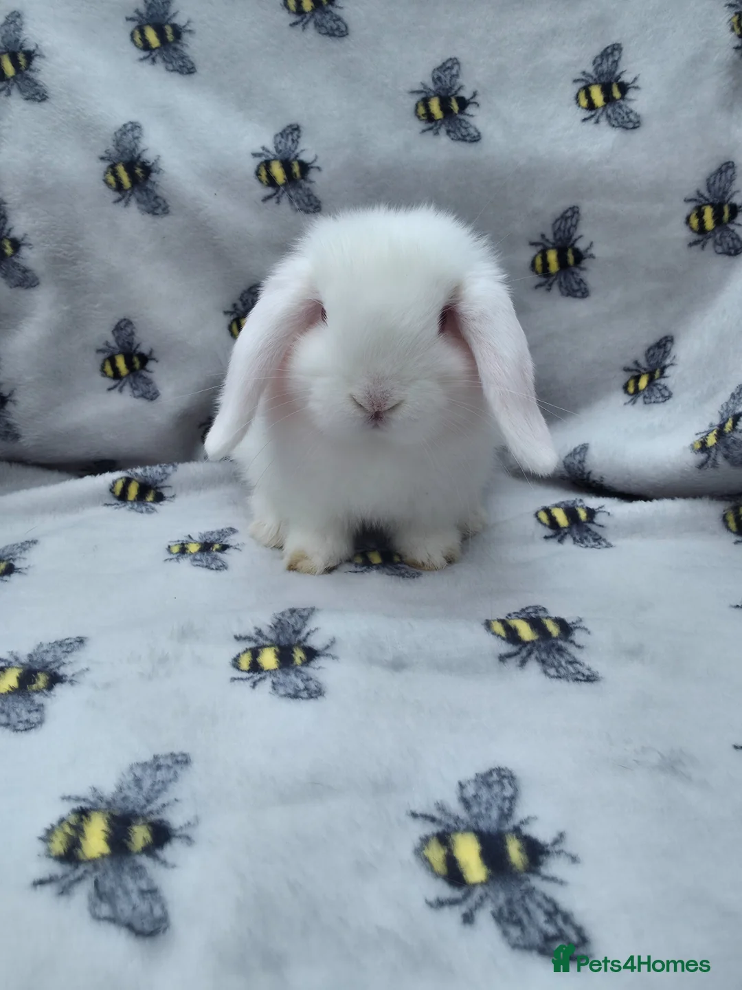 Mini Lop rabbits for sale: Beautiful pedigree Mini Lops  - Advert 4