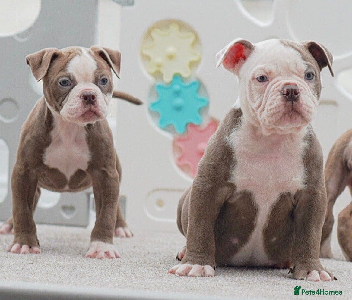 Olde English Bulldogge dogs 23 years experience 5⭐️Rated licensed  - Advert 3