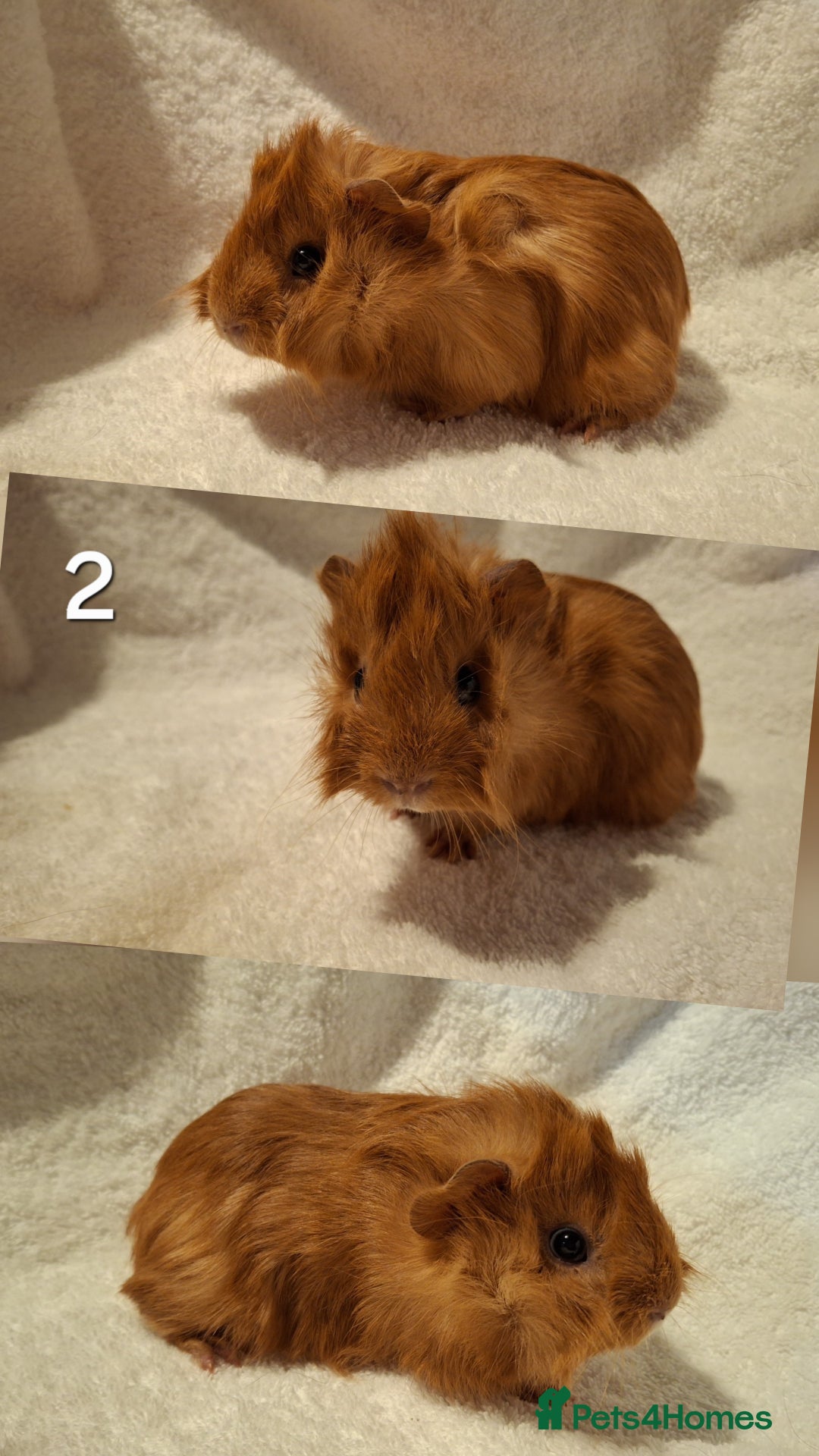 Guinea Pig rodents for sale: Lovely guineas seeking new homes 🏡  - Advert 2