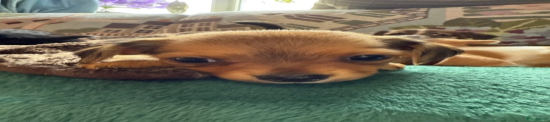 Chihuahua Puppy 9