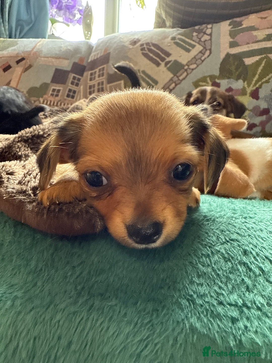 Chihuahua dogs for sale: Chihuahua X Puppies - Image 23