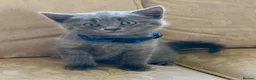 Mixed Breed cats for sale: British Blue cross kittens  - Advert 12
