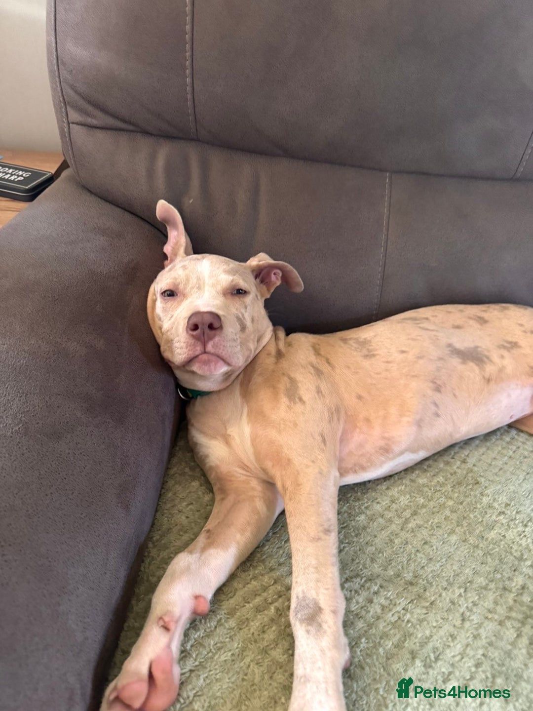 American Bully dogs for sale: 5 month old American bully x pocket bully - Advert 14