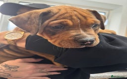 Mixed Breed dogs for sale: Gorgeous boy Ronnie.  - Advert 2